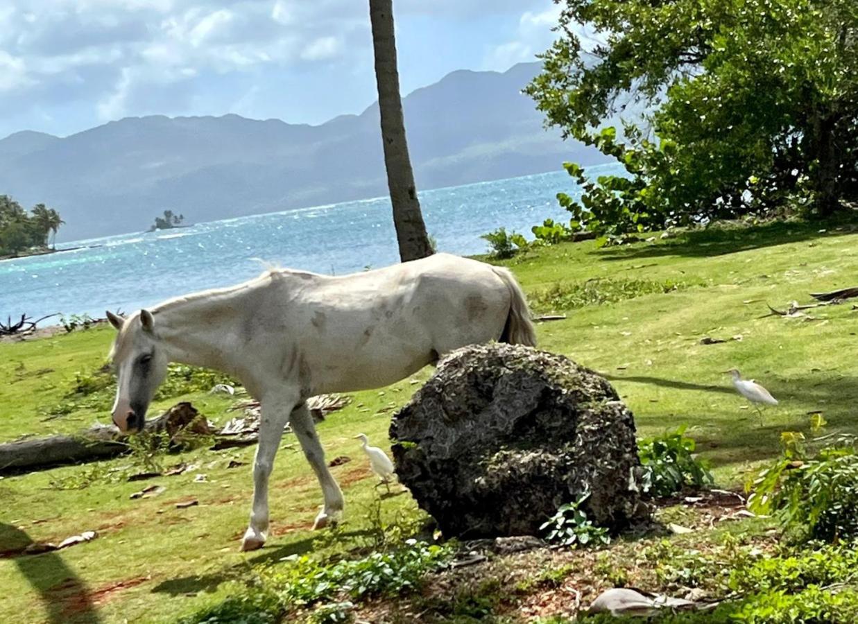 Gecko Azul Las Galeras Exterior photo